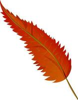 Brown leaf on white background. vector