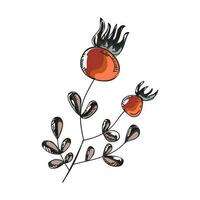 Illustration of tomato with leaf doodle element. vector