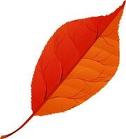 Red leaf on white background. vector