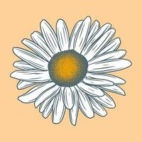 Hand drawn flower botanical drawing of daisy on bright background. vector