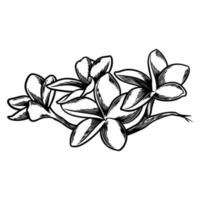 Hand drawn flower botanical drawing of frangipani on white background. vector