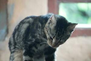 domestic cats looking the food photo