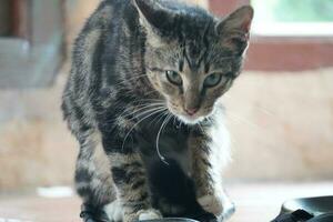 domestic cats looking the food photo