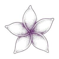 frangipani flor mano dibujado vector