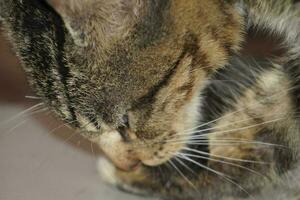 close-up of a domestic cat's face photo