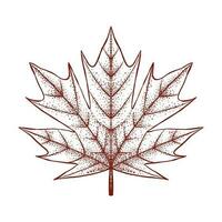 Maple Leaves Hand Drawn Illustration vector