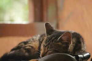 domestic cat sleeps on the floor photo