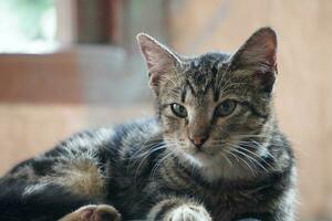 domestic cat sleeps on the floor photo