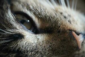 close-up of a domestic cat's face photo