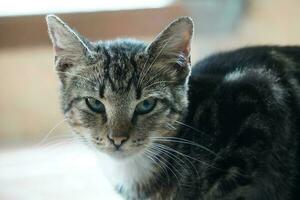 close-up of a domestic cat's face photo