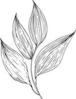 Hand drawn botanical spring elements leaf line art coloring page leaafs vector art