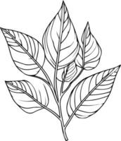 botanical vector illustration coloring page, simplicity, Embellishment, monochrome, vector art, Outline print with botanica leaf of branch, botanical leaves, and buds, minimalis botanical tattoo.