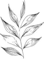 leaf coloring page and books, monochrome vector sketch, botanical leaf sketch, botanical vector, botanical background with natural leaf collection, illustration pencil art botanical, botanical leaf.