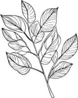 Set of vector hand-drawn botanical leaf, botanical line drawing,  wildflower botanical line art, leaf's vector art, Pencil realistic wild flower drawing, ink sketch isolated on white background,