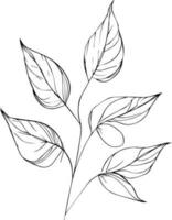 leaf coloring page and books, monochrome vector sketch, botanical leaf sketch, botanical vector, botanical background with natural leaf collection, illustration pencil art botanical, botanical leaf.