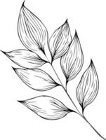 botanical line drawing leaves, botanical line art. wildflower botanical line art, vintage botanical line drawing, botanical illustration botanical line drawing. vector