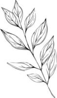 hermosa monocromo negro y blanco botánico elementos son aislado en blanco. dibujado a mano hoja conjunto y, botánico vector Arte. minimalista hoja dibujo, sencillo botánico describir. flor silvestre bosquejo Arte