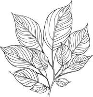 Set of vector hand-drawn botanical leaf, botanical line drawing,  wildflower botanical line art, leaf's vector art, Pencil realistic wild flower drawing, ink sketch isolated on white background,