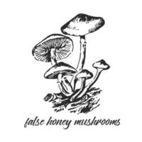 Hand drawn ink illustration of poisonous false honey mushroom. Sketch outline vector. vector