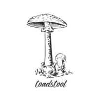 Hand drawn ink illustration of poisonous mushroom toadstool or death cup. Sketch outline vector. vector