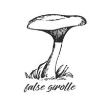 Hand drawn ink illustration of poisonous false girolle mushroom, false cantharellus. Sketch outline vector. vector