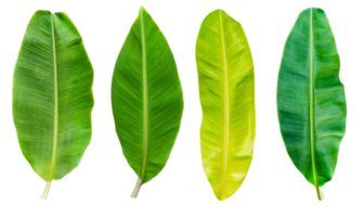 Collection set banana leaf png