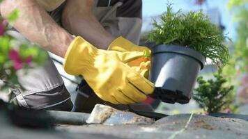 caucasico giardiniere piantare nuovo alberi nel il Giardino dietro la casa giardino. video