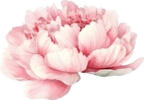 ancien pivoine fleur aquarelle élément png