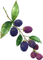 Blackberry fruit watercolor element png