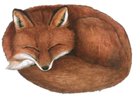 Fox watercolor animal wildlife adorable animal png