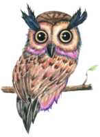 Owl watercolor animal wildlife bird animal png