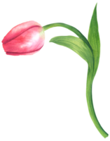 Tulip pink flower watercolor element png