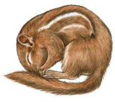 scoiattolo acquerello animale natura adorabile animale png