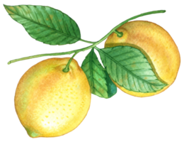 citron- frukt vattenfärg element png