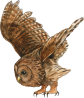 hibou aquarelle animal faune adorable animal png