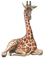 girafa aguarela animal animais selvagens adorável animal png