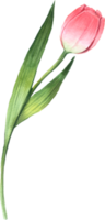 tulp roze bloem waterverf element png