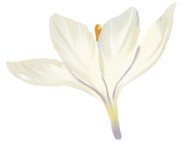 flor aguarela clipart png