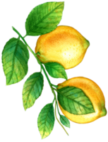 citron- frukt vattenfärg element png