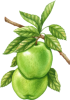 Grün Apfel Obst Aquarell Element png