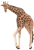 girafa aguarela animal animais selvagens adorável animal png