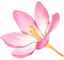 flor aguarela clipart png