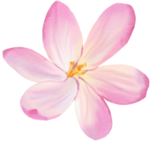 flor aguarela clipart png