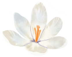 flor aguarela clipart png