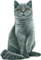 gato amante acuarela adorable animal png