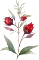 Clásico peonía flor acuarela elemento png