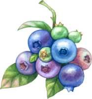 Blueberry fruit watercolor element png