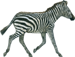 Zebra watercolor animal wildlife adorable animal png