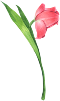 Tulip pink flower watercolor element png