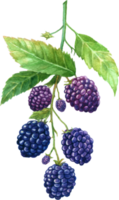 Blackberry fruit watercolor element png